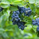 송천농장 이미지