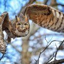 Great Horned Owl 이미지