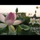 서울 인근 가볼만한곳 - 경기도 시흥 연꽃테마파크 이미지