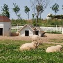 한땀목장 이미지