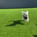 멍댕이 애견유치원 이미지