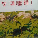 생식환에 사용되고있는[당귀] 줄풀[고장초] .[천궁] [오미자] 외 25가지 이미지
