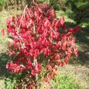 단풍나무 농장 이미지