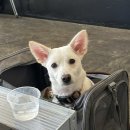 성모카써비스 | 부천 애견 동반 카페 정비소🐶☕ 부천성모병원 근처 힐링 카페 찾는다면 여기! 내돈내산 찐 후기