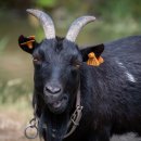 염소한마리 이미지