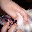 우리집 강아지 치석제거는 돼지등뼈로 하세요.(효과있어요.) 이미지