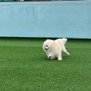 도담당 애견유치원 | 울산 남구 애견훈련 애견유치원 도담당