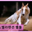 노벨라 별둘 네이버블로그