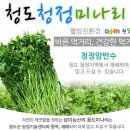 향긋한 청도미나리 1kg 9,000원 한시적 할인! 이미지