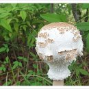 소나무세탁소 이미지