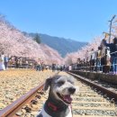 솔안공원(자율방범대) | 진해 군항제 애견동반여행ㅣ경화역 공원 벚꽃 명소 낮·밤 야경 필수코스 총정리!