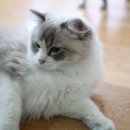 랙돌캐터리올리비아 이미지