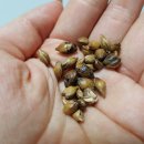 차동진농장 이미지