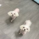 여수죽림동물병원 애견미용실 이미지