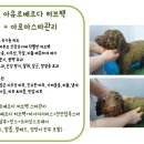 사하펫 이미지