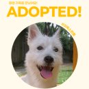 Happiness puppy | 🎉 축! 입양! 한율이의 행복한 견생을 어독스가 응원합니다 🎉