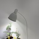 라이팜 파미 식물조명으로 국화 튼튼하게 키우기!🌿 뿌리 난 꽃다발 국화에 새 꽃봉오리가 생겼어요!💛