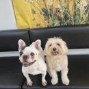 어썸 강아지 호텔 & 목욕 이미지