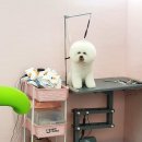 늘봄펫살롱 이미지