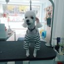 모모펫그루머 이미지