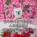 뽀송하랑 | 만수동애견미용전문 스트레스없이 예쁘게 잘하는 뽀송하개