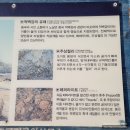 대장금마실길(1코스) | 부안 당일 여행(줄포만-슬지 제빵소-내소사-적벽강)