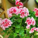 매화시장 이미지