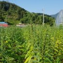 영구농장 이미지