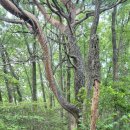 공작산주차장 | [공지] 공작산 등산코스 공작현 주차장 정상 원점회기 최단코스 다녀왔습니다 산림청 100대명산