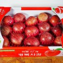토마토의농비어천가 이미지