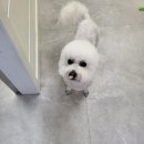 망쿠애견샵 이미지