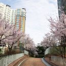 도안대로(유성-89) Daum카페