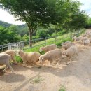 경사목장 이미지