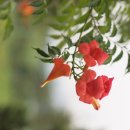 I Have a Dream 이미지