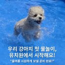 독스쿨 | 양산애견유치원 고민 중이라면? 여름엔 특별한 물놀이까지 가능한 핸즈독스쿨!