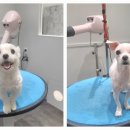 포메른 펫살롱 이미지