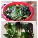 팔공산 구암팜스테이 마을에서 유기농야채, 고구마구입 리얼후기~