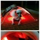 라파동물병원 이미지