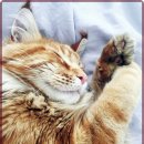 온 동물의료센터 이미지