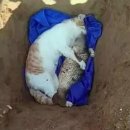 무지개다리 이미지