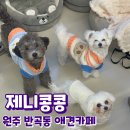 애견카페 제니콩콩 이미지