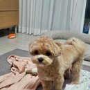 몽몽살롱 이미지