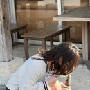 쇼군