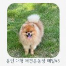 수원 근교 용인 테일45 넓은 5000평 애견운동장 다녀온 후기