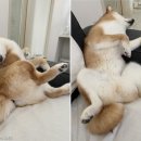 무장해제 이미지