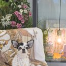 알로하펫 이미지