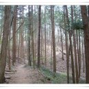 [숲나들이-147회]- 피톤치드 발산하는 편백나무 : 설연수 이미지