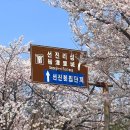 석쇠로770 | 사천 선진리성 벚꽃 축제 방문 후기 드라이브 하기 좋은 코스