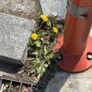 민들레수예점 이미지