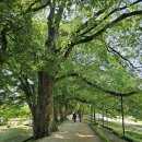 3 어버이날, 나주 혁신도시와 강진과 담양 소쇄원, 식양정, 환벽당 그리고 "죽녹원 1st 첫집"...귀소 이미지